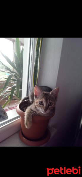 Tekir Kedi, Kedi  Lily fotoğrafı