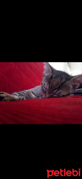 Tekir Kedi, Kedi  Rock fotoğrafı