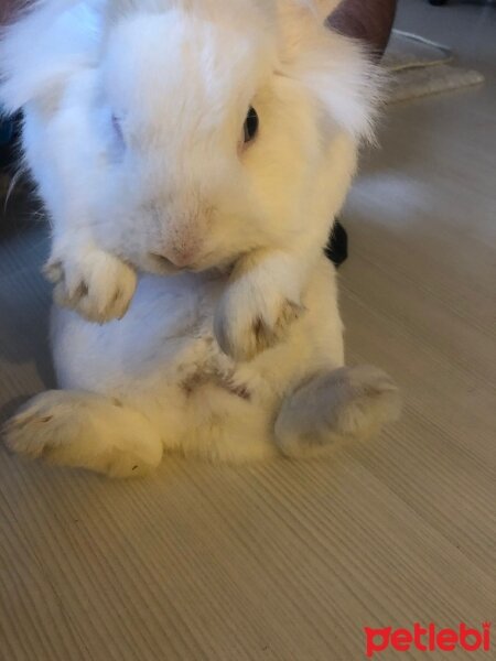 Tavşan, Kemirgen  Flafy (Hollanda Lop Cinsi) fotoğrafı