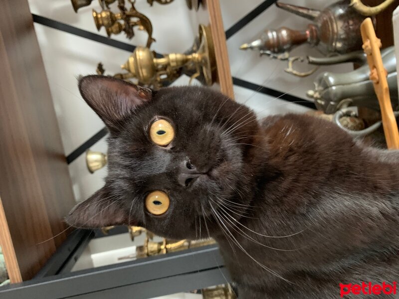 British Shorthair, Kedi  Bailey fotoğrafı