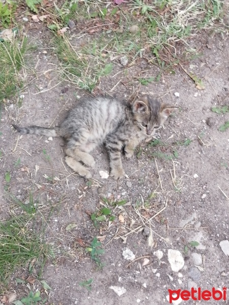 Soke, Kedi  Garip fotoğrafı