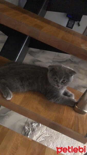 Scottish Fold, Kedi  Rıfkı fotoğrafı