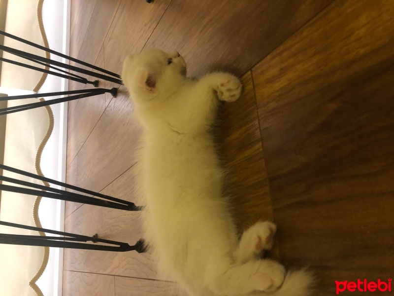 Scottish Fold, Kedi  Avni fotoğrafı