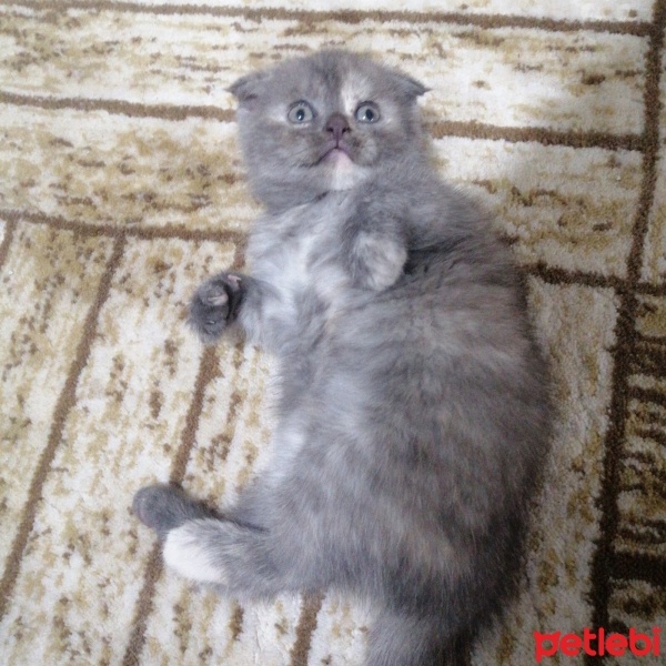 Scottish Fold, Kedi  Chivas fotoğrafı