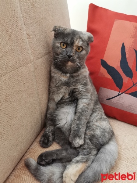 Scottish Fold, Kedi  Chivas fotoğrafı