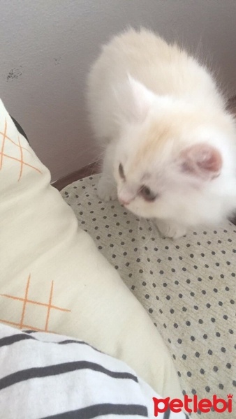 İran Kedisi (Persian), Kedi  luna fotoğrafı