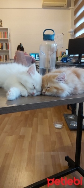 İran Kedisi (Persian), Kedi  simba fotoğrafı