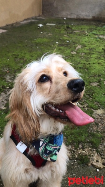 Amerikan Cocker Spaniel, Köpek  Bobi fotoğrafı