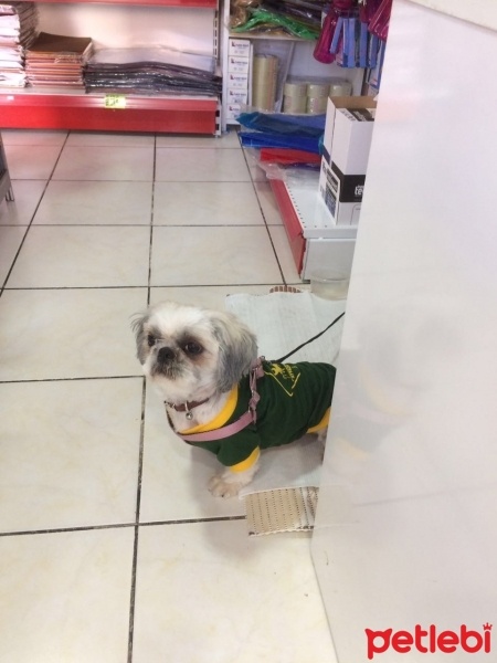 Shih Tzu, Köpek  MASAL fotoğrafı