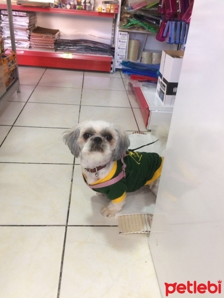 Shih Tzu, Köpek  MASAL fotoğrafı