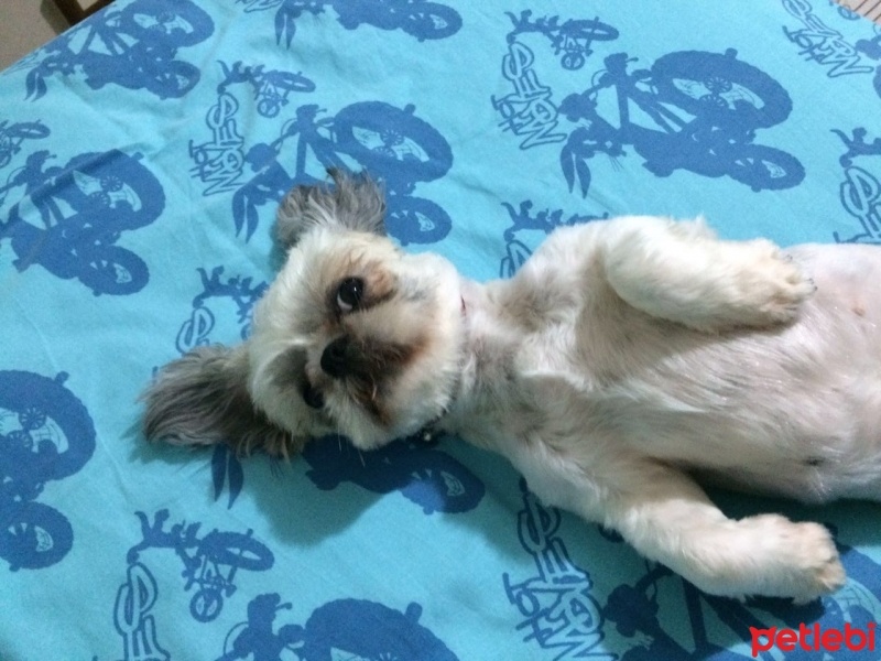 Shih Tzu, Köpek  MASAL fotoğrafı