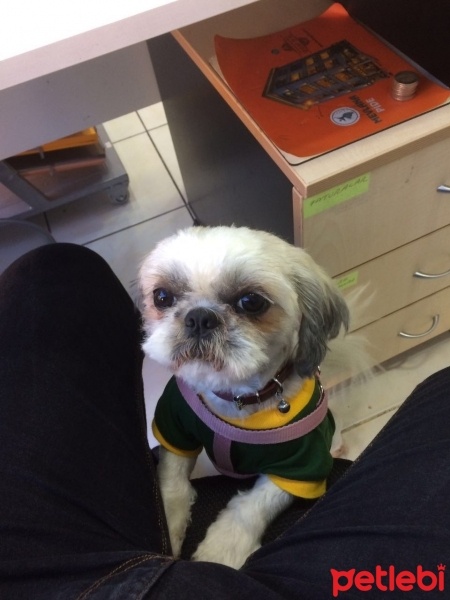 Shih Tzu, Köpek  MASAL fotoğrafı