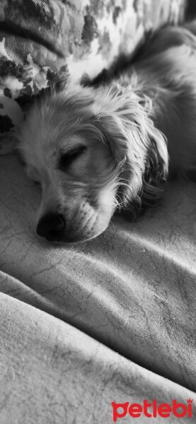 Amerikan Cocker Spaniel, Köpek  Güneş fotoğrafı