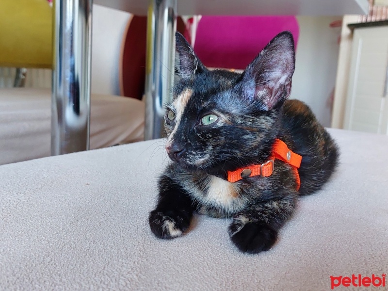 Tekir Kedi, Kedi  Zeytin fotoğrafı