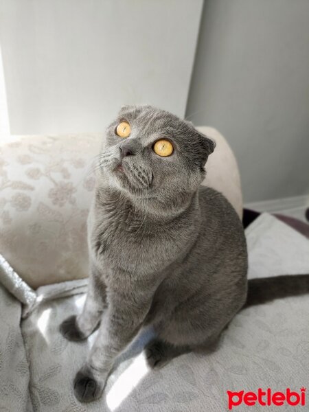 Scottish Fold, Kedi  Herkül fotoğrafı