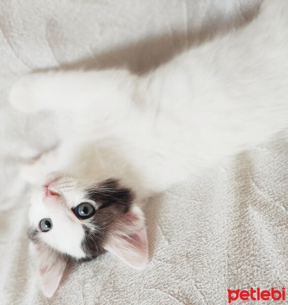 Scottish Fold, Kedi  Herkül fotoğrafı