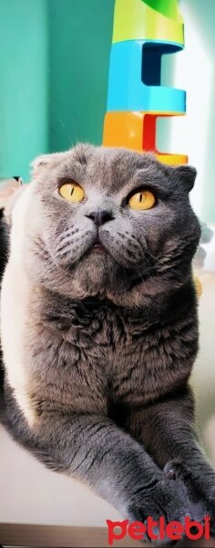 Scottish Fold, Kedi  Herkül fotoğrafı