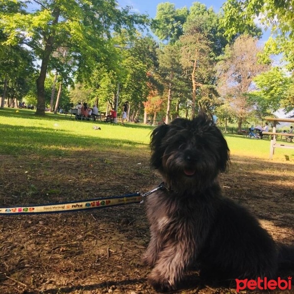 Maltese, Köpek  Oscar fotoğrafı