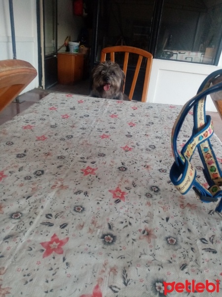 Maltese, Köpek  Oscar fotoğrafı