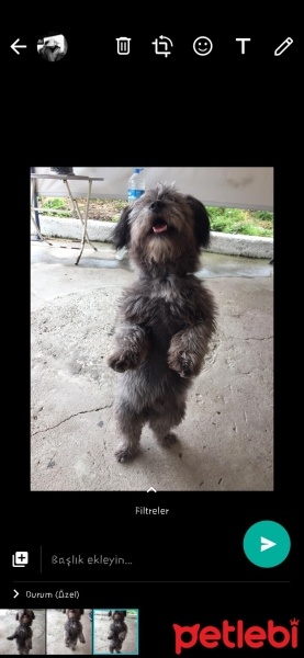 Maltese, Köpek  Oscar fotoğrafı