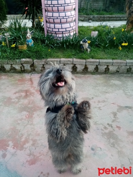 Maltese, Köpek  Oscar fotoğrafı