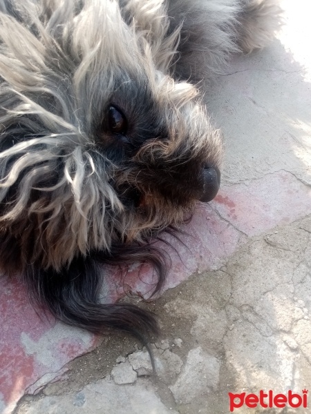Maltese, Köpek  Oscar fotoğrafı