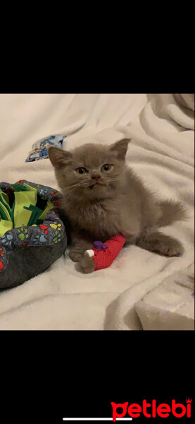 British Shorthair, Kedi  Jager fotoğrafı