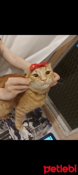 Sarman, Kedi  Piko fotoğrafı