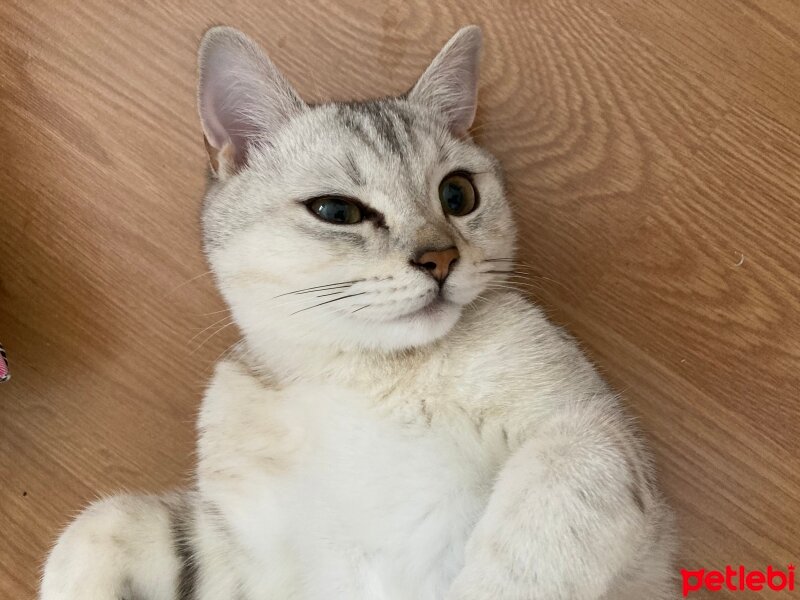 British Shorthair, Kedi  Felix fotoğrafı