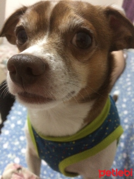 Chihuahua, Köpek  Konti fotoğrafı