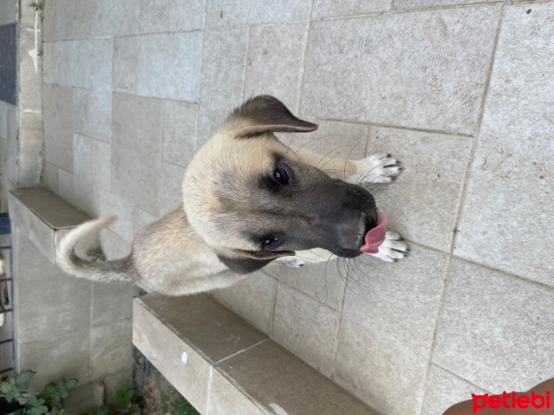 Kangal, Köpek  Adı yok fotoğrafı