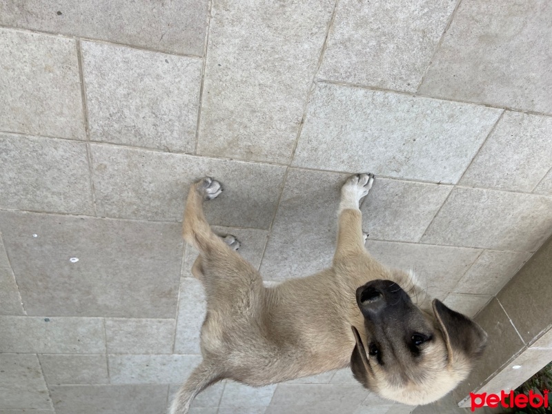 Kangal, Köpek  Adı yok fotoğrafı