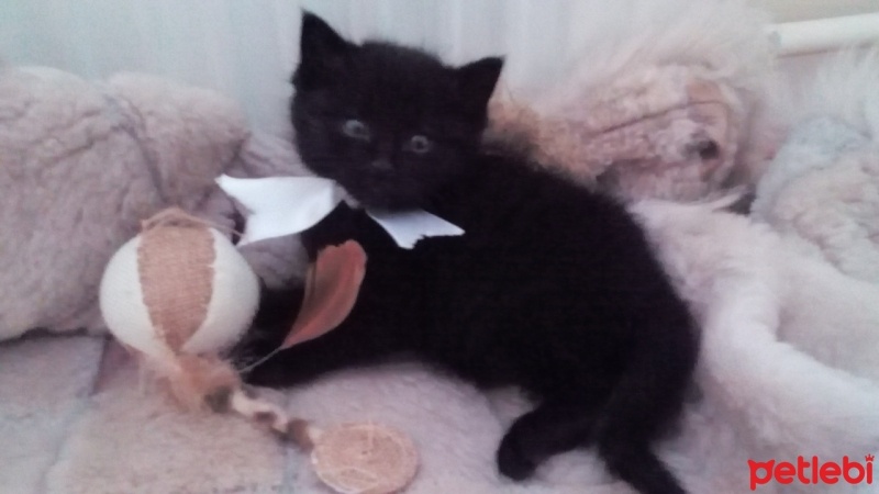 Tekir Kedi, Kedi  Bolton fotoğrafı