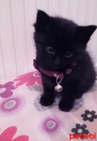 Tekir Kedi, Kedi  Bolton fotoğrafı