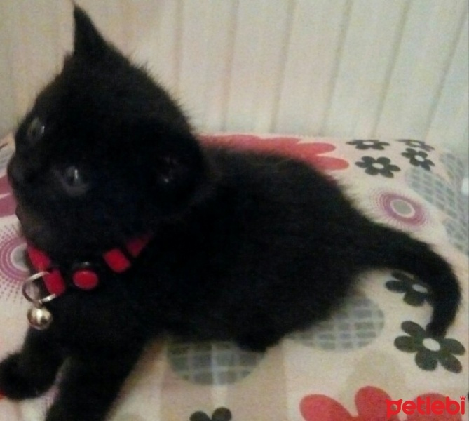 Tekir Kedi, Kedi  Bolton fotoğrafı