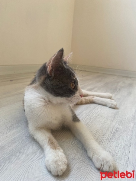 Tekir Kedi, Kedi  Mia fotoğrafı