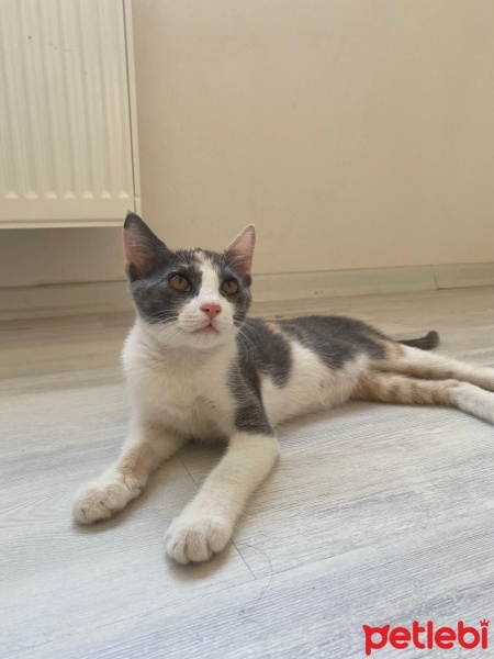 Tekir Kedi, Kedi  Mia fotoğrafı