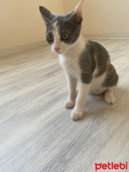 Tekir Kedi, Kedi  Mia fotoğrafı