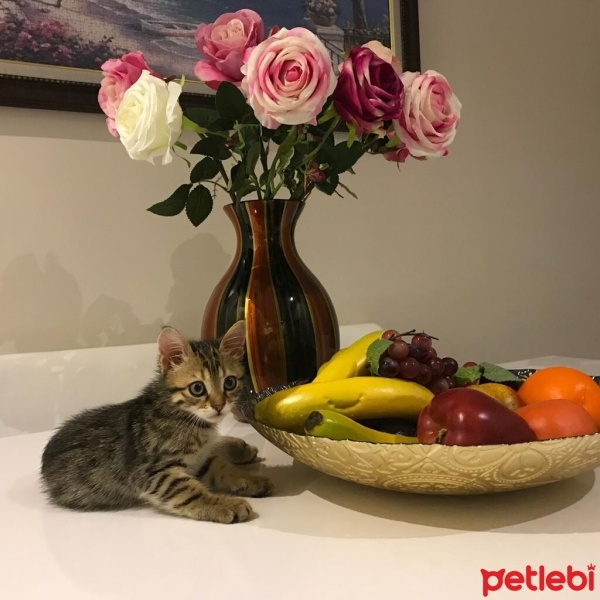 Tekir Kedi, Kedi  YAREN fotoğrafı