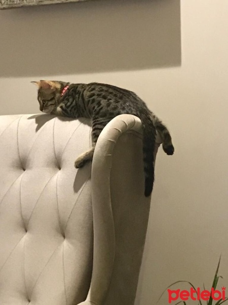 Tekir Kedi, Kedi  YAREN fotoğrafı