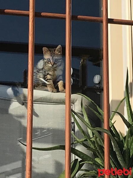Tekir Kedi, Kedi  YAREN fotoğrafı
