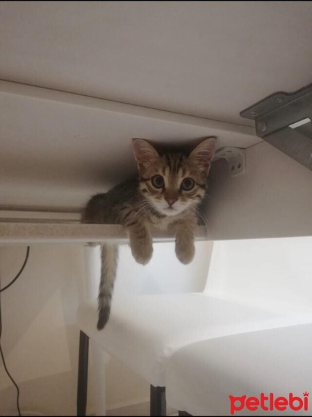 Tekir Kedi, Kedi  YAREN fotoğrafı