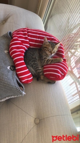Tekir Kedi, Kedi  YAREN fotoğrafı