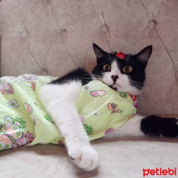 Tuxedo (Smokin) Kedi, Kedi  Miniş fotoğrafı