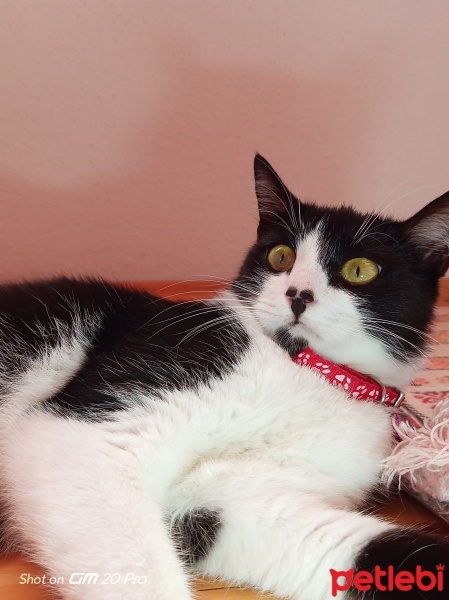 Tuxedo (Smokin) Kedi, Kedi  Miniş fotoğrafı