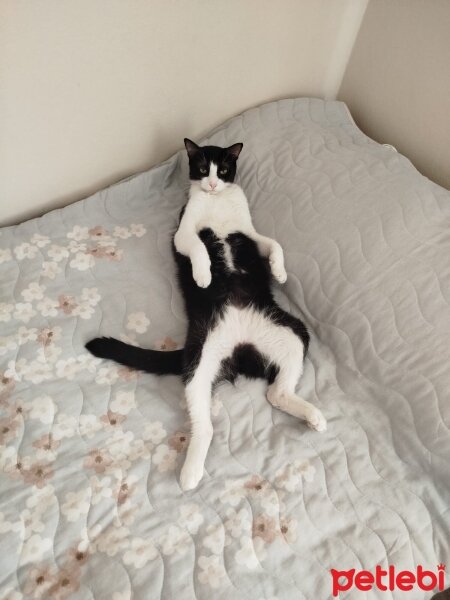 Tuxedo (Smokin) Kedi, Kedi  Çarli fotoğrafı