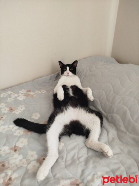 Tuxedo (Smokin) Kedi, Kedi  Çarli fotoğrafı