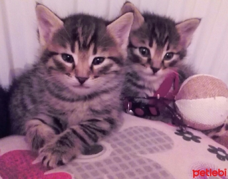 Tekir Kedi, Kedi  Carlos ve Dyuna ( Erkek-Dişi) fotoğrafı