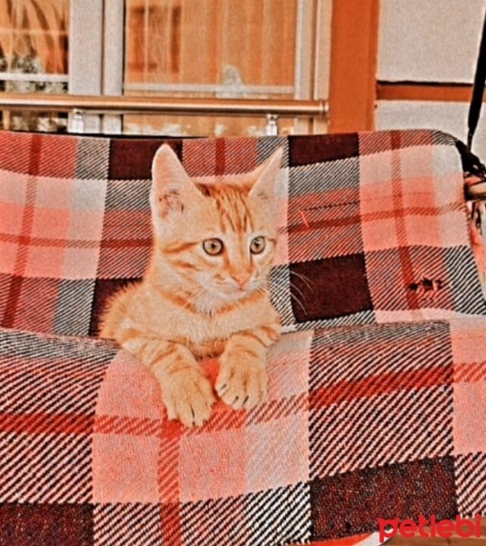Tekir Kedi, Kedi  CESUR fotoğrafı
