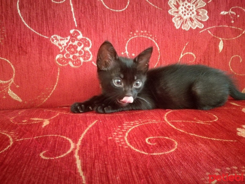 Bombay, Kedi  Zeytin fotoğrafı